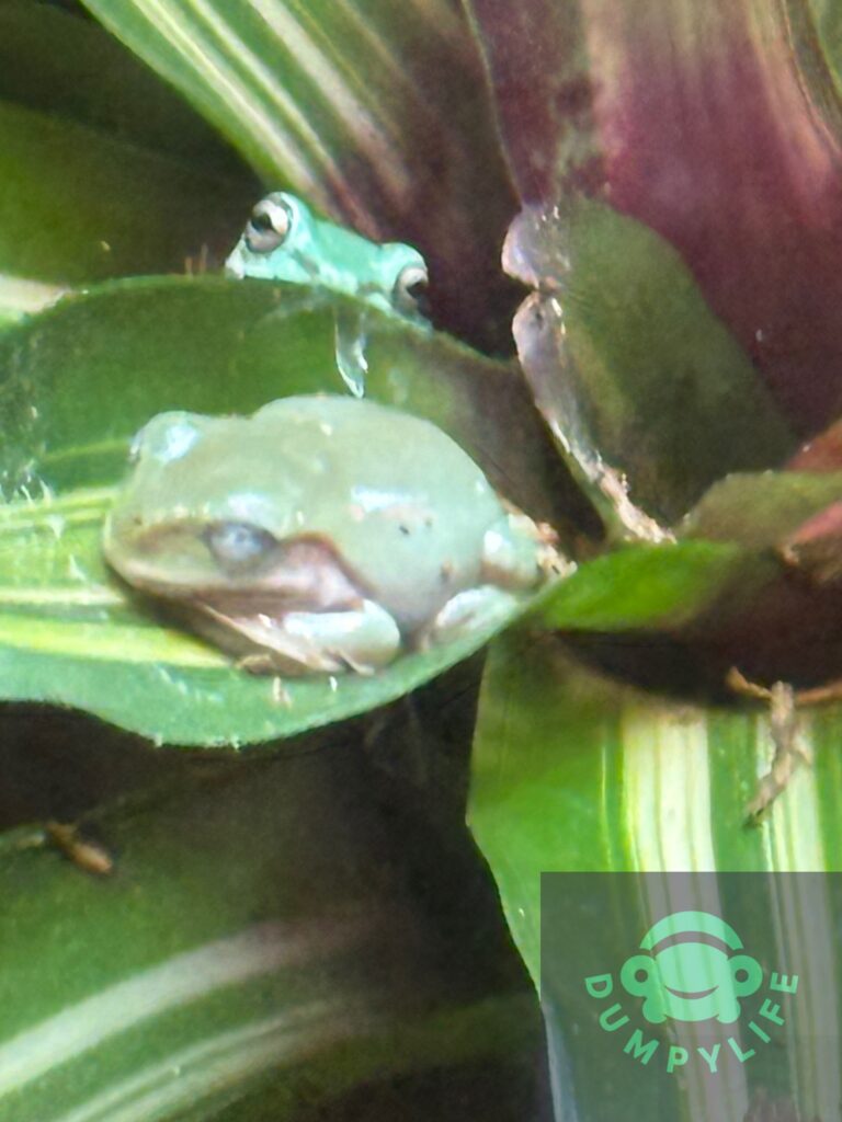 Dumpy frog relaxing