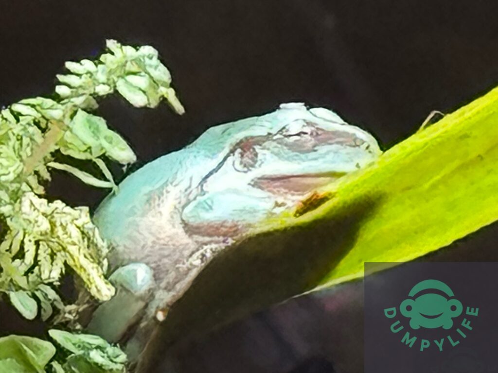 Koraalteenboomkikker op blad