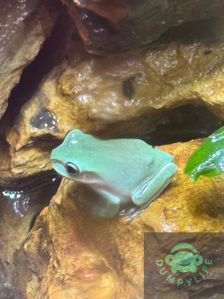 Tree frog in water