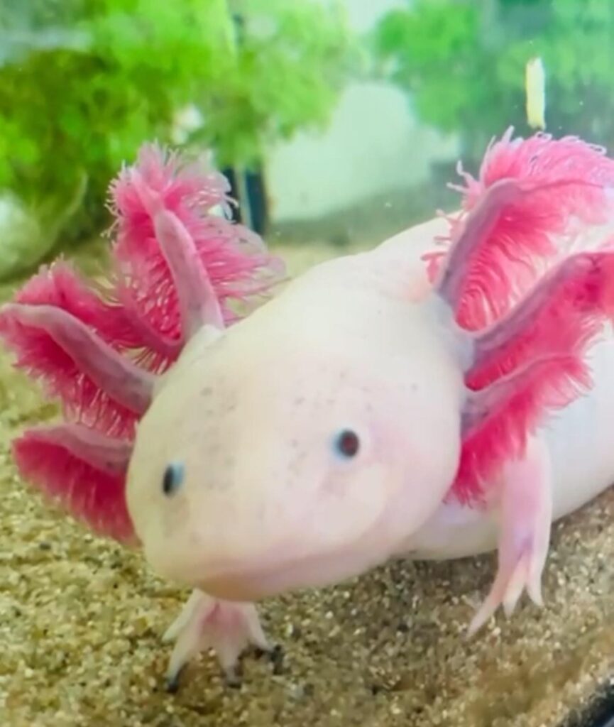 Axolotl