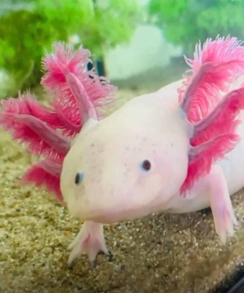 Axolotls (Ambystoma mexicanum)