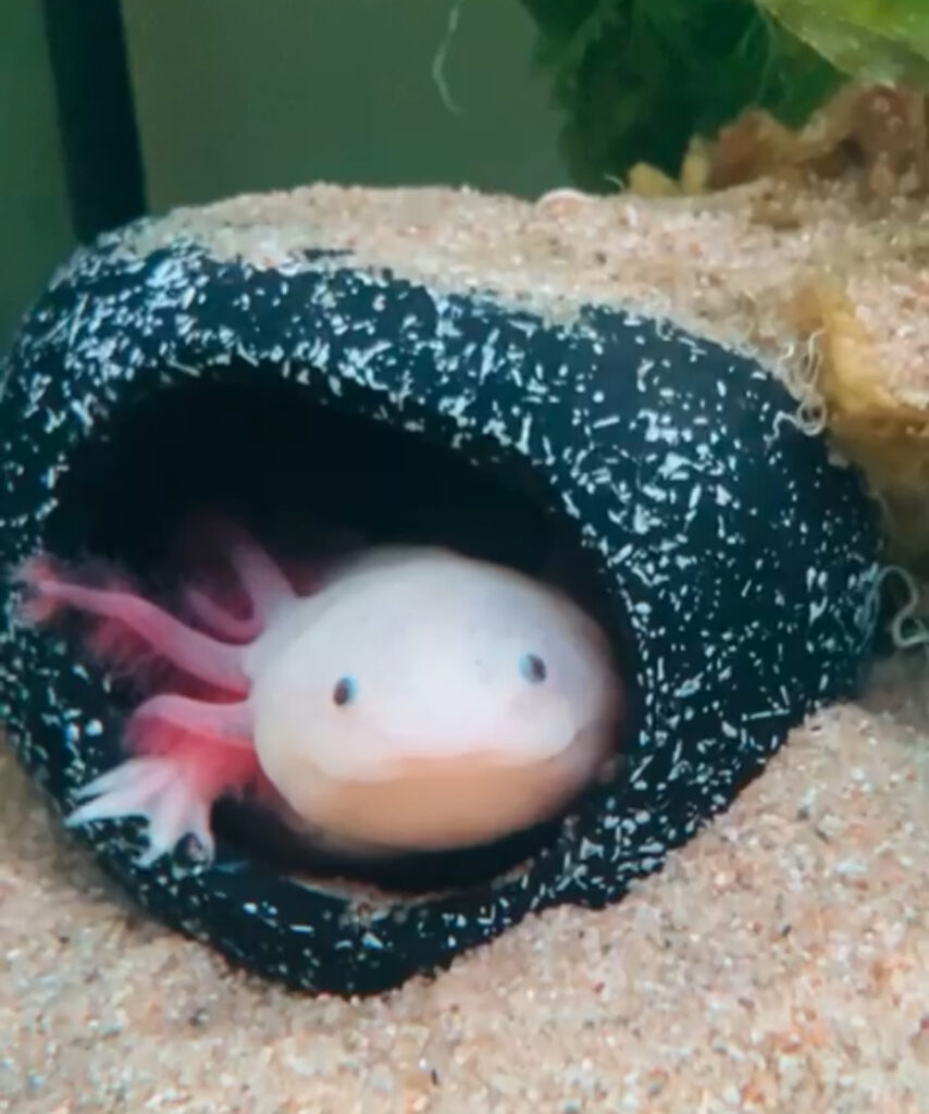 Axolotl