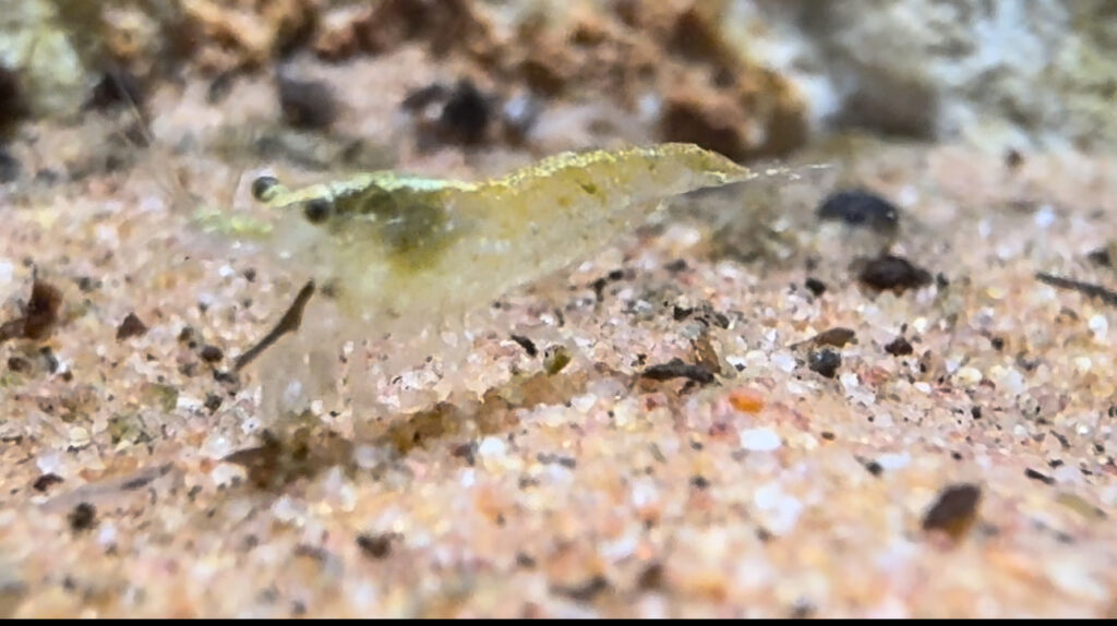 Neocaridina green jade