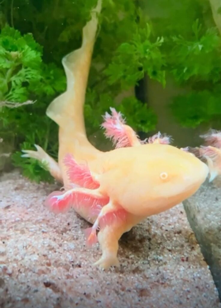 Axolotl