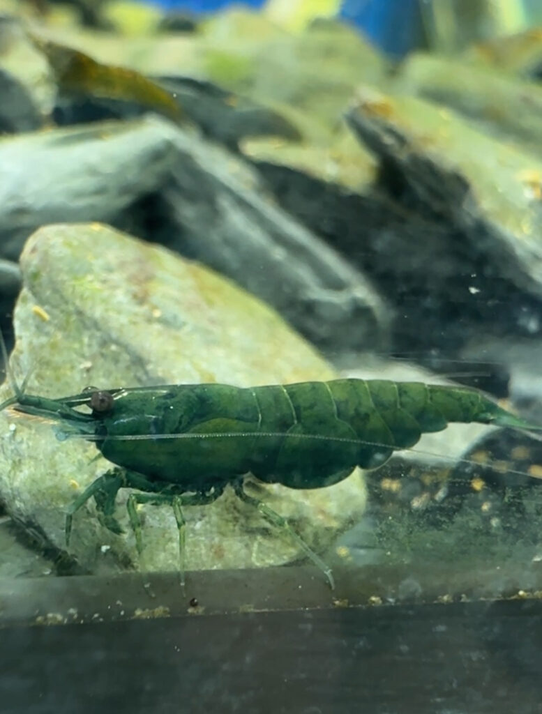 Green Jade Neocaridina